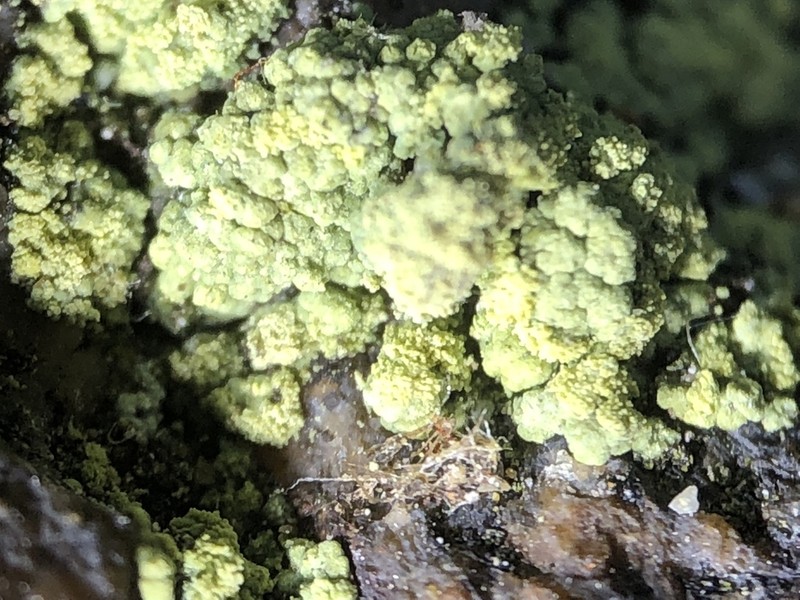 Rim Lichen