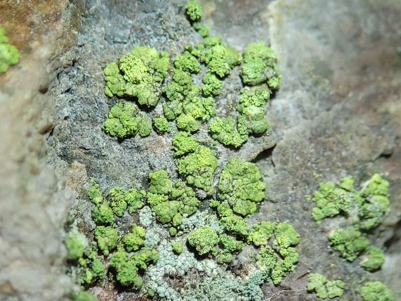 Rim Lichen photo 2