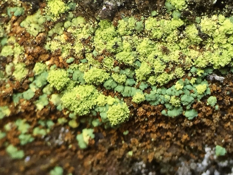Rim Lichen photo 3