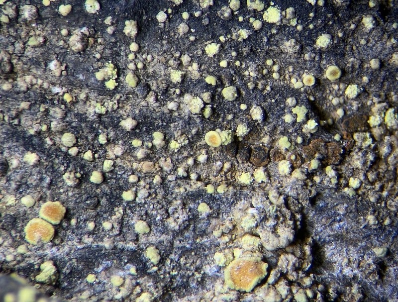 Rim Lichen photo 4