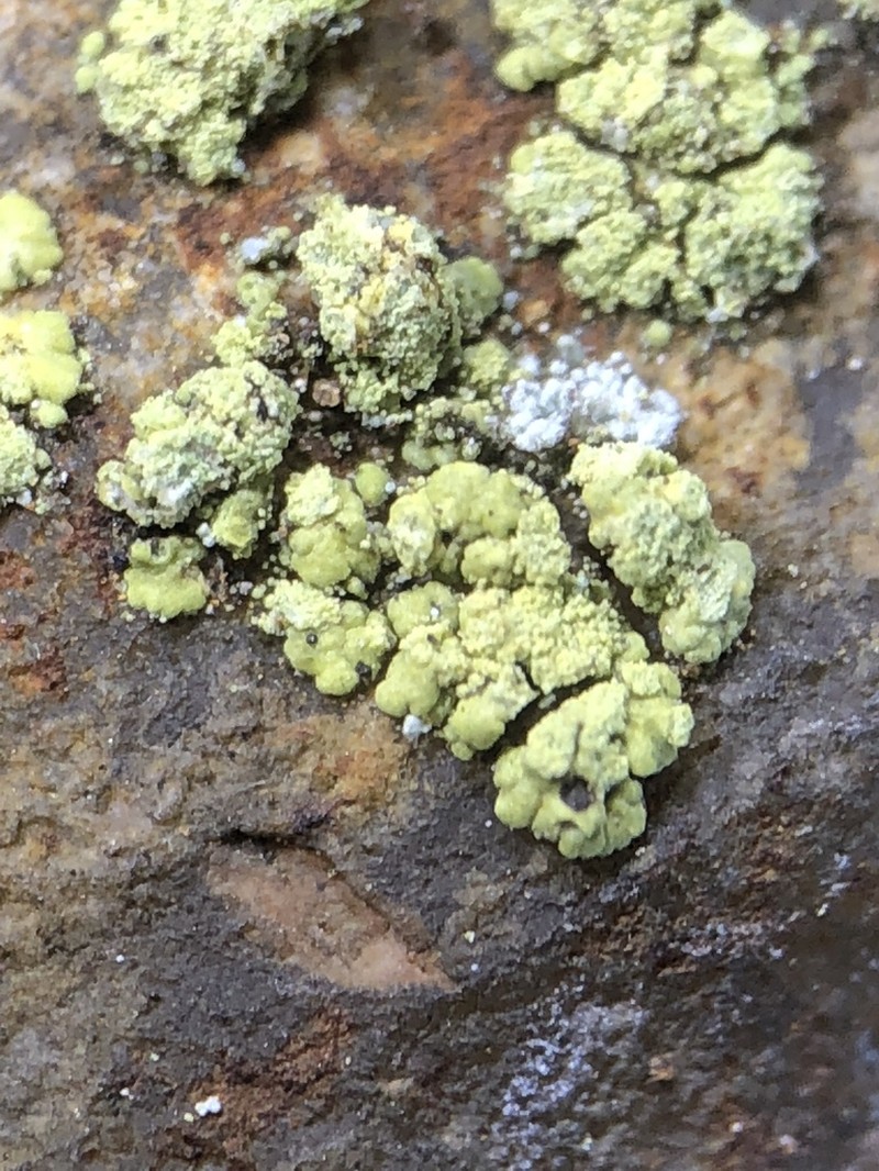 Rim Lichen photo 5
