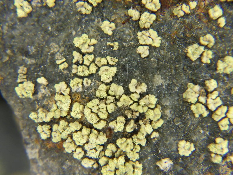 Rim Lichen photo 6