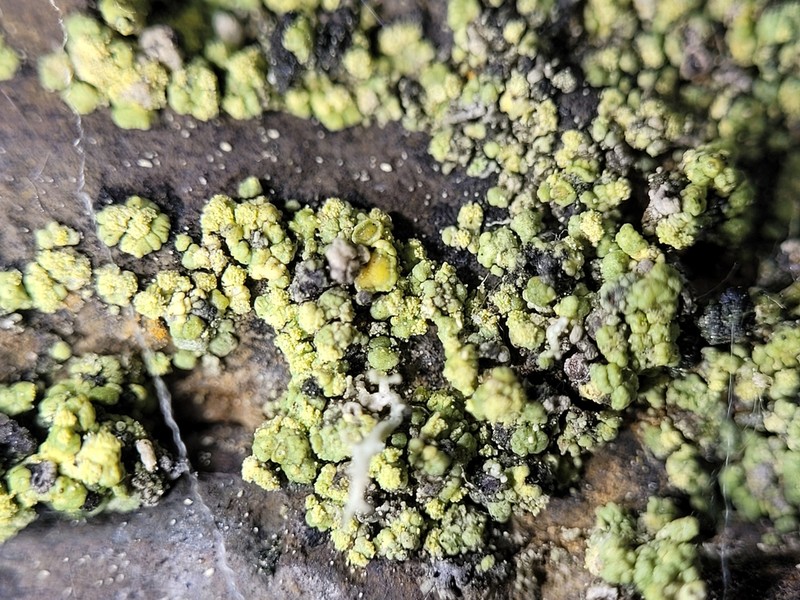 Rim Lichen photo 7