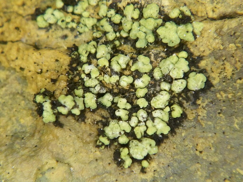 Rim Lichen photo 8