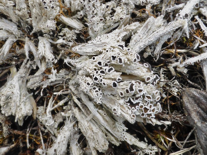 Rim Lichen