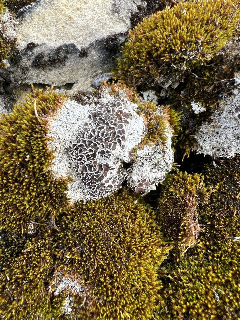 Rim Lichen