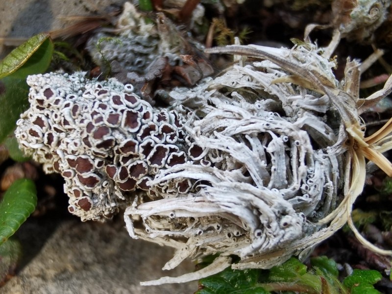 Rim Lichen photo 2