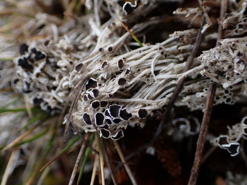 Rim Lichen photo 3