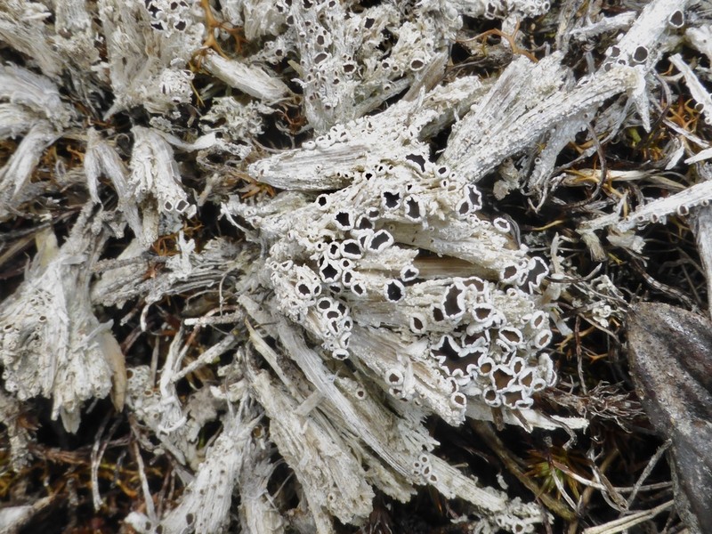 Rim Lichen photo 4