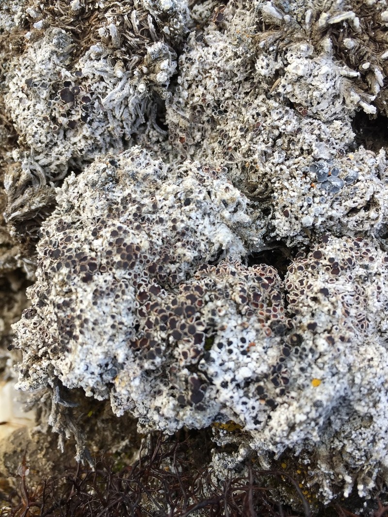 Rim Lichen photo 5
