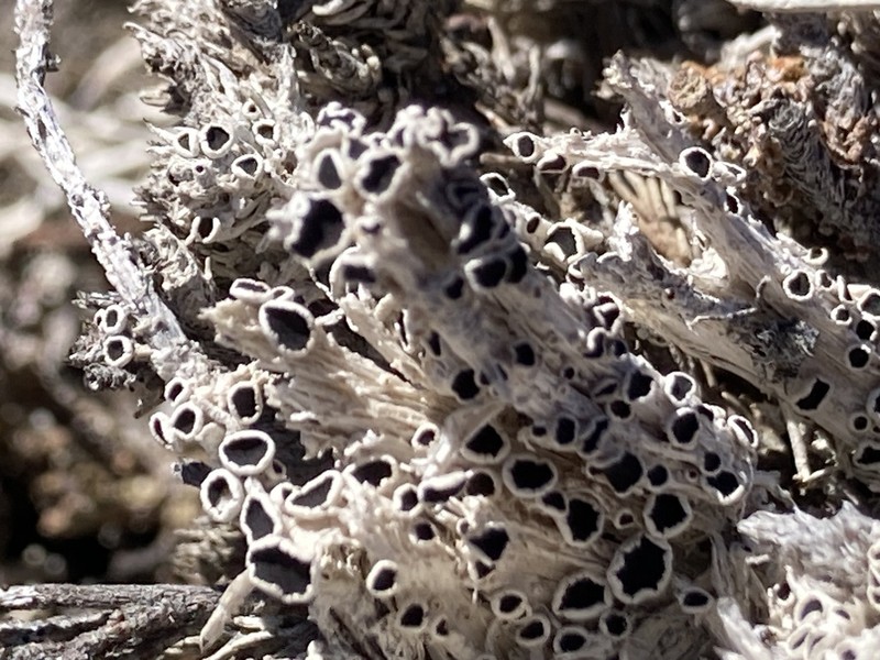 Rim Lichen photo 6