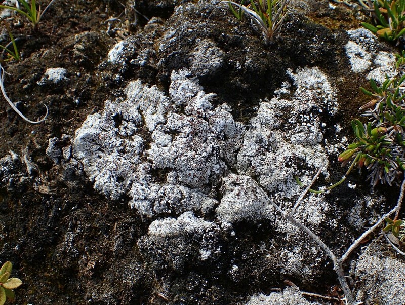 Rim Lichen photo 7