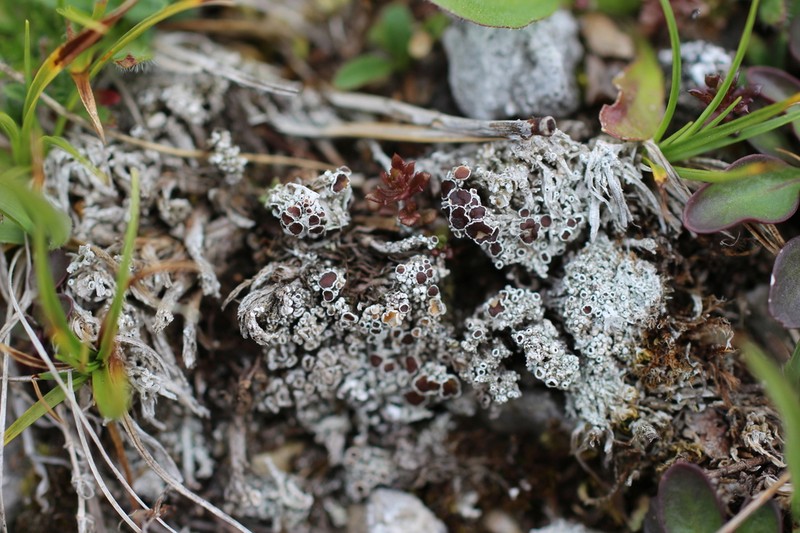 Rim Lichen photo 8