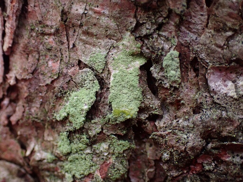 Rim Lichen