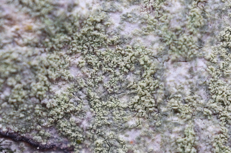 Rim Lichen photo 2