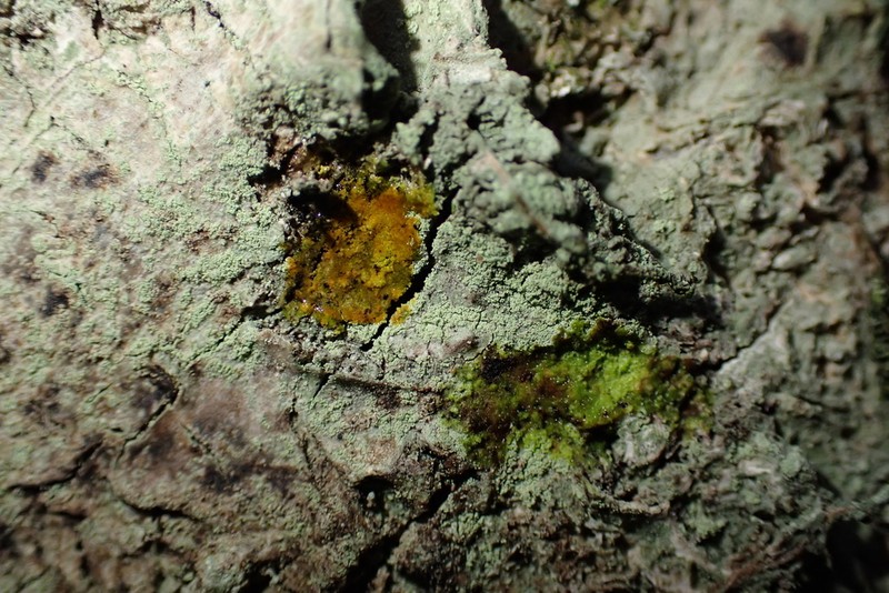 Rim Lichen photo 3
