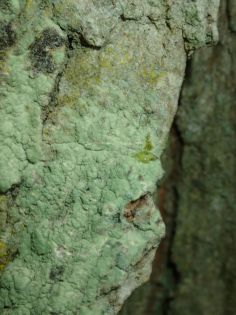 Rim Lichen photo 4