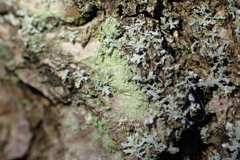 Rim Lichen photo 5