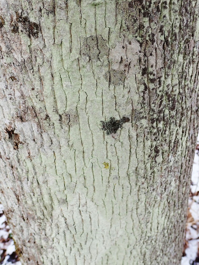 Rim Lichen photo 6