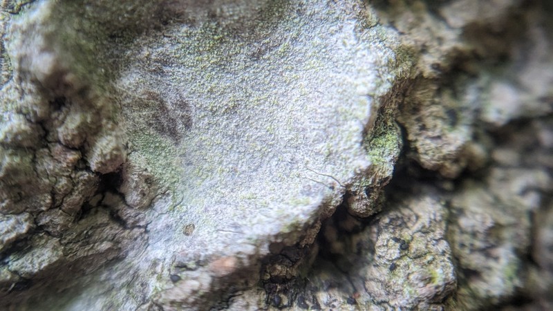 Rim Lichen photo 7
