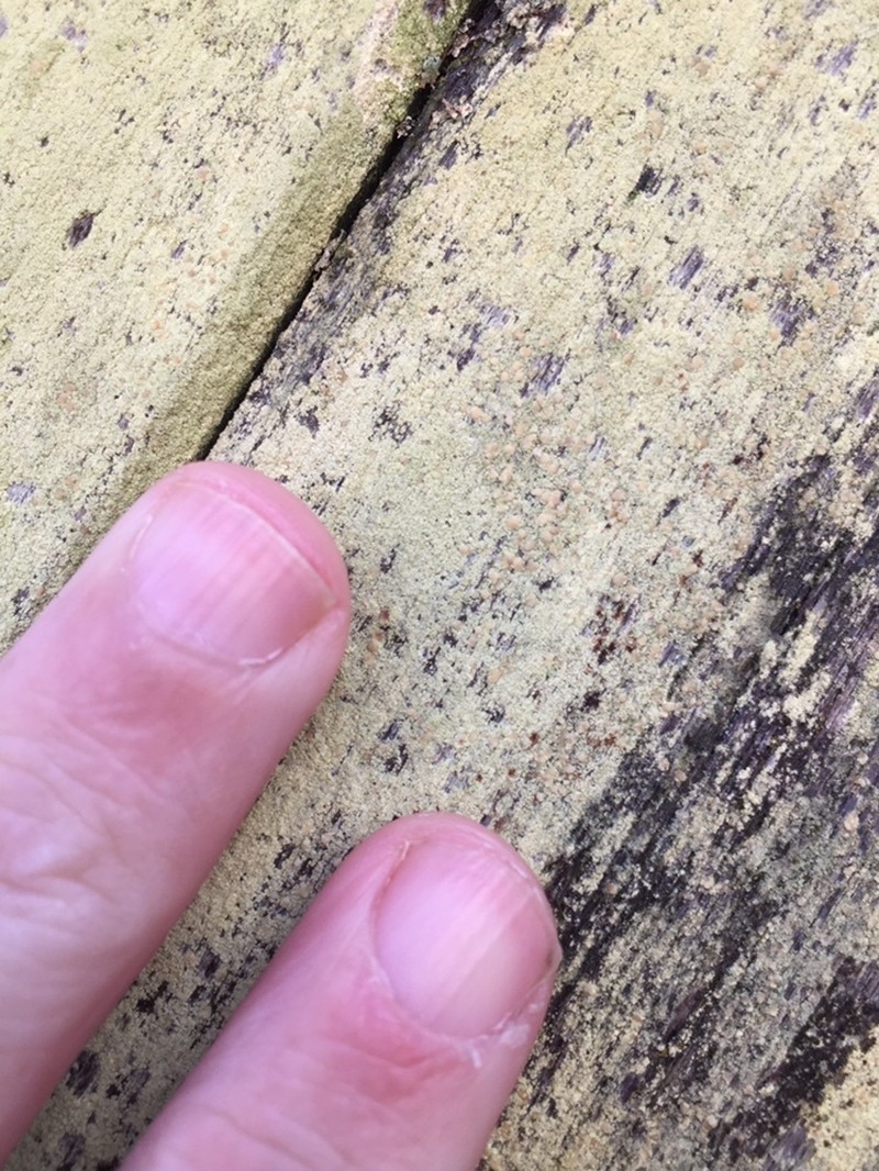 Rim Lichen photo 8