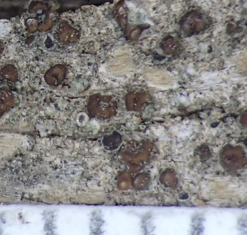 Flowers' Rim Lichen