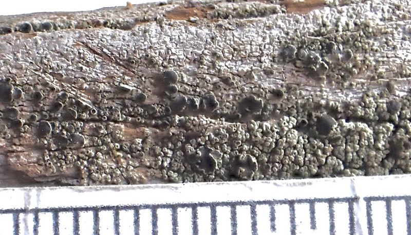 Flowers' Rim Lichen photo 3