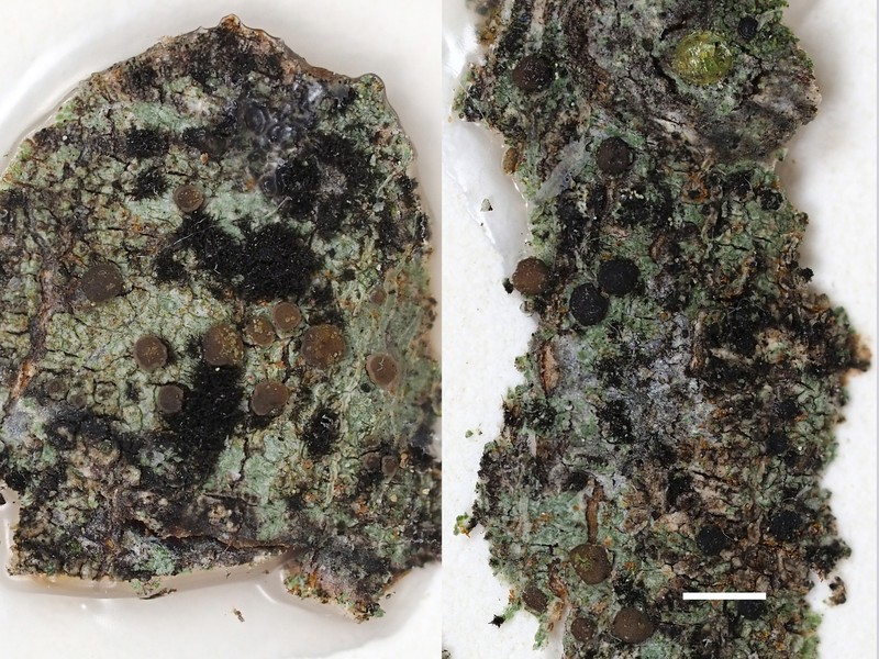 Rim Lichen photo 2