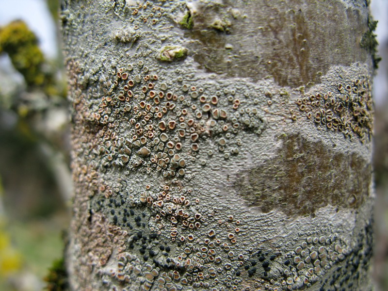 Rim Lichen photo 3