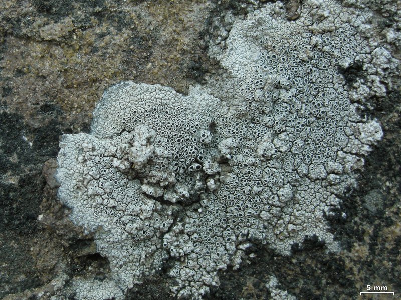 Rim Lichen