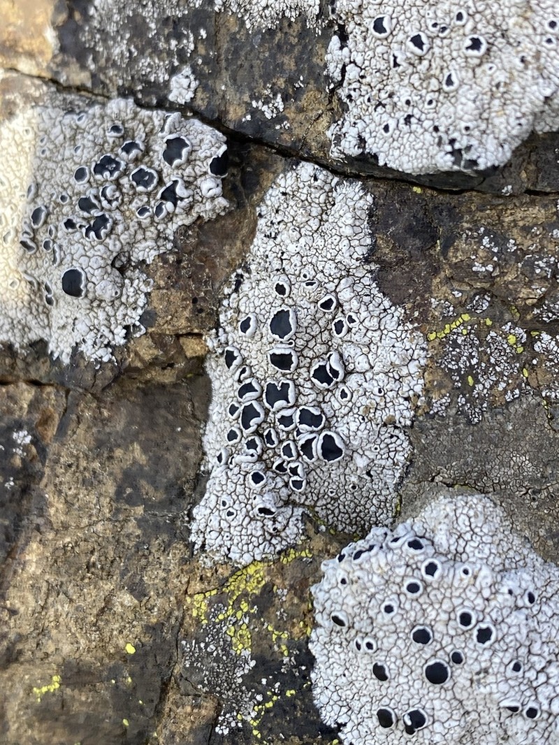 Rim Lichen
