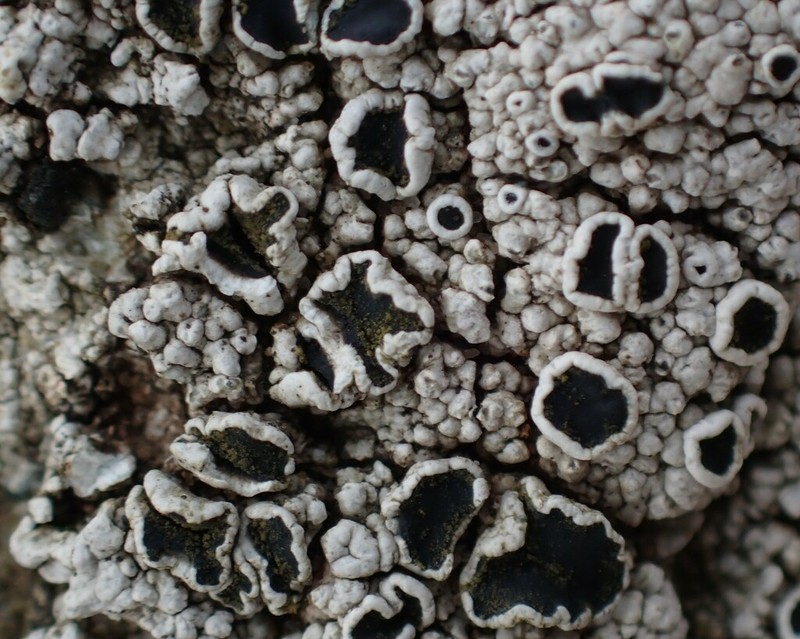 Rim Lichen photo 3