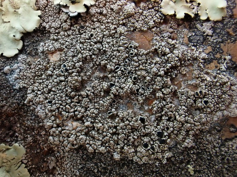 Rim Lichen photo 4