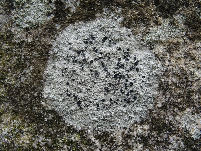 Rim Lichen photo 5