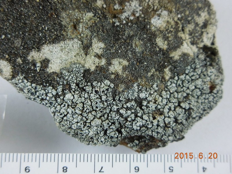 Rim Lichen photo 6