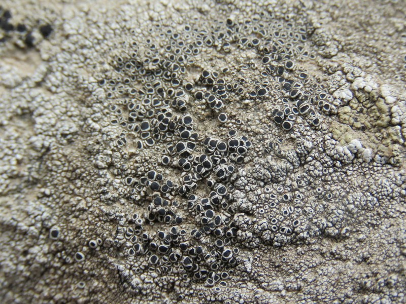 Rim Lichen photo 7