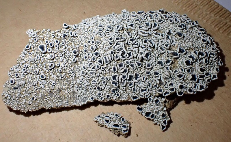 Rim Lichen photo 8