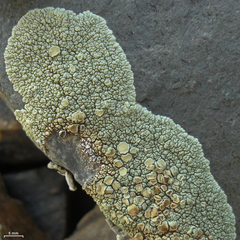 Garovagl's Rim Lichen