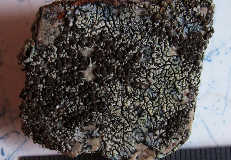 Garovagl's Rim Lichen