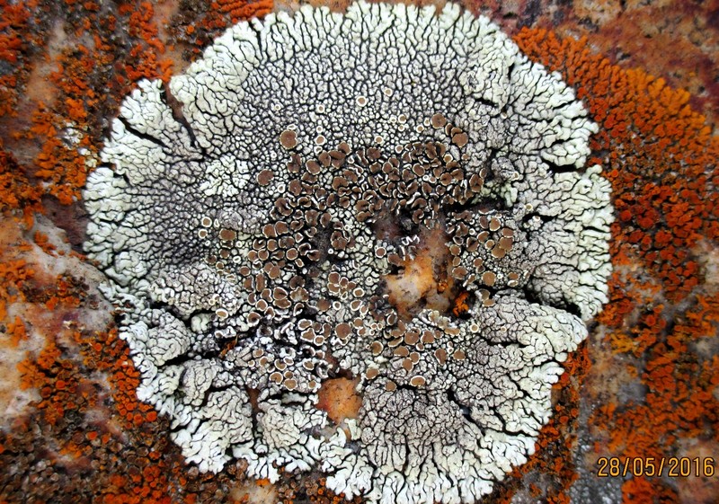 Garovagl's Rim Lichen photo 2