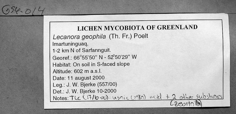 Rim Lichen