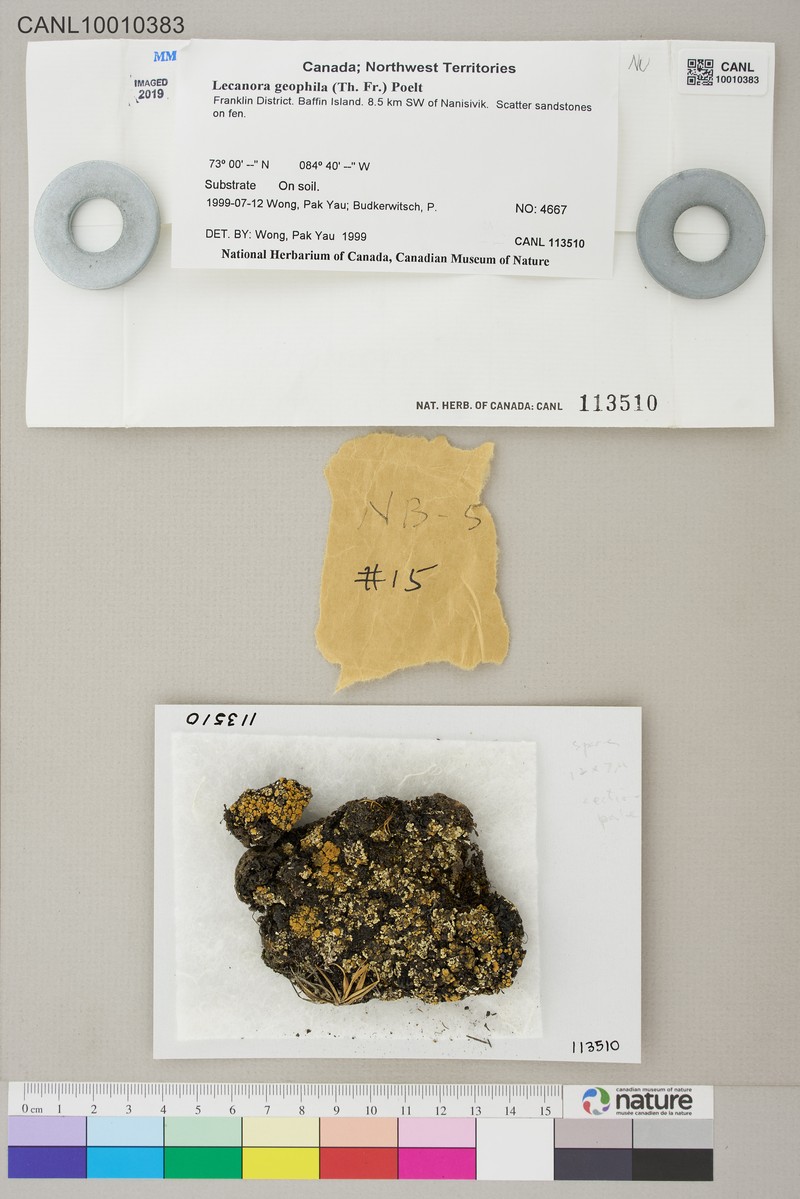 Rim Lichen photo 2