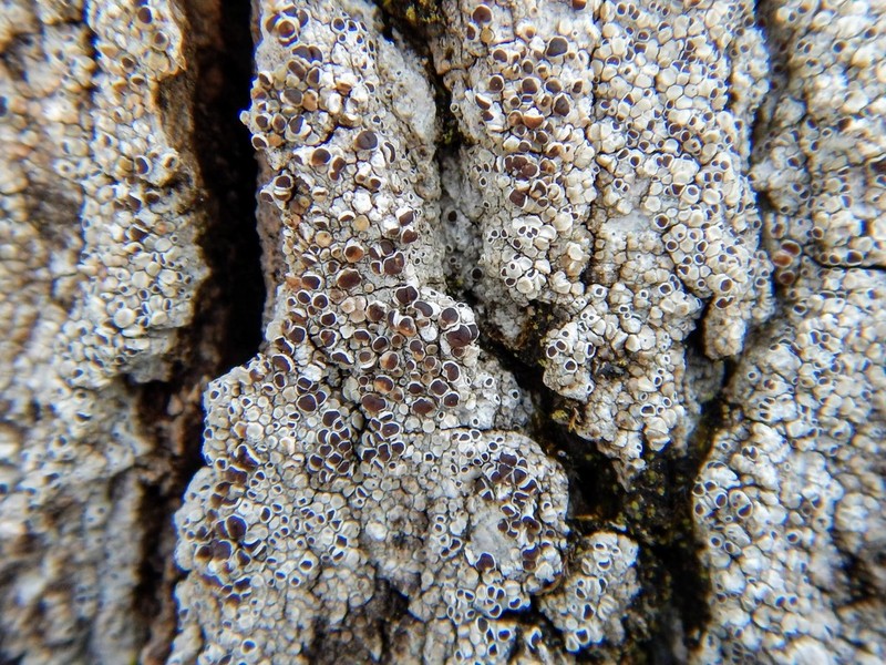 Rim Lichen photo 2