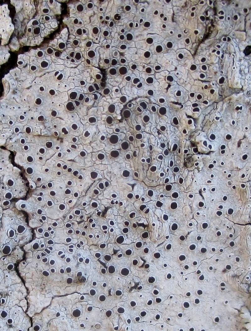 Rim Lichen photo 3