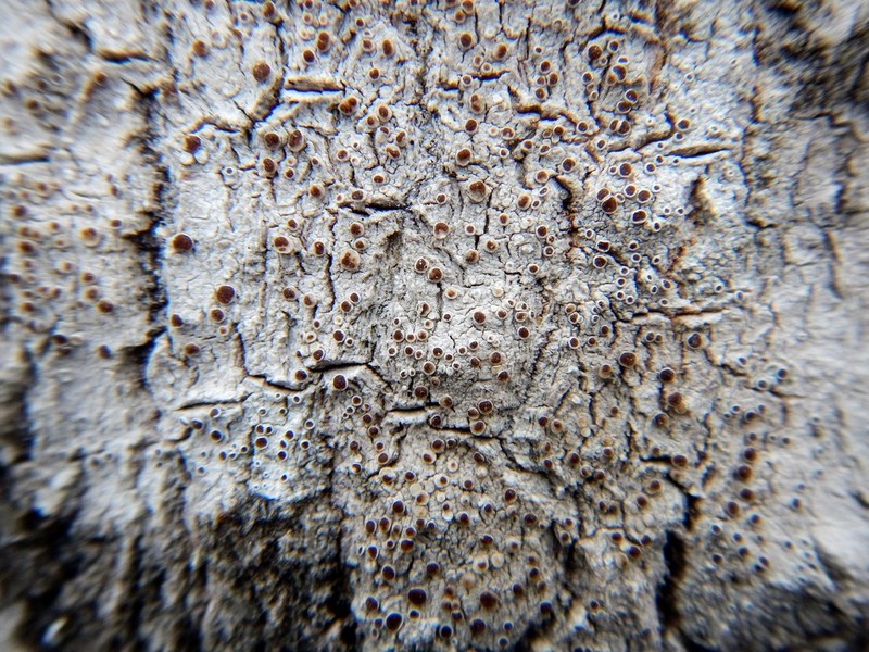 Rim Lichen photo 4