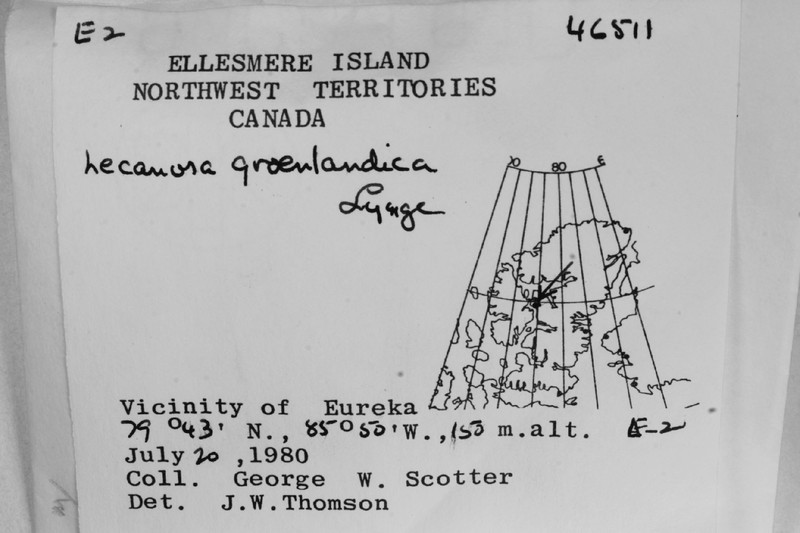 Greenland Rim Lichen