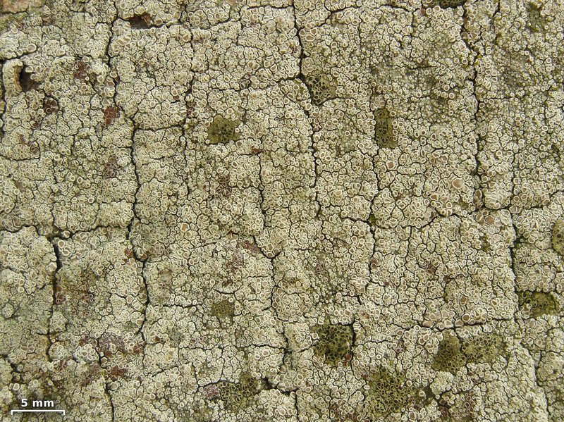 Hagen's Rim Lichen