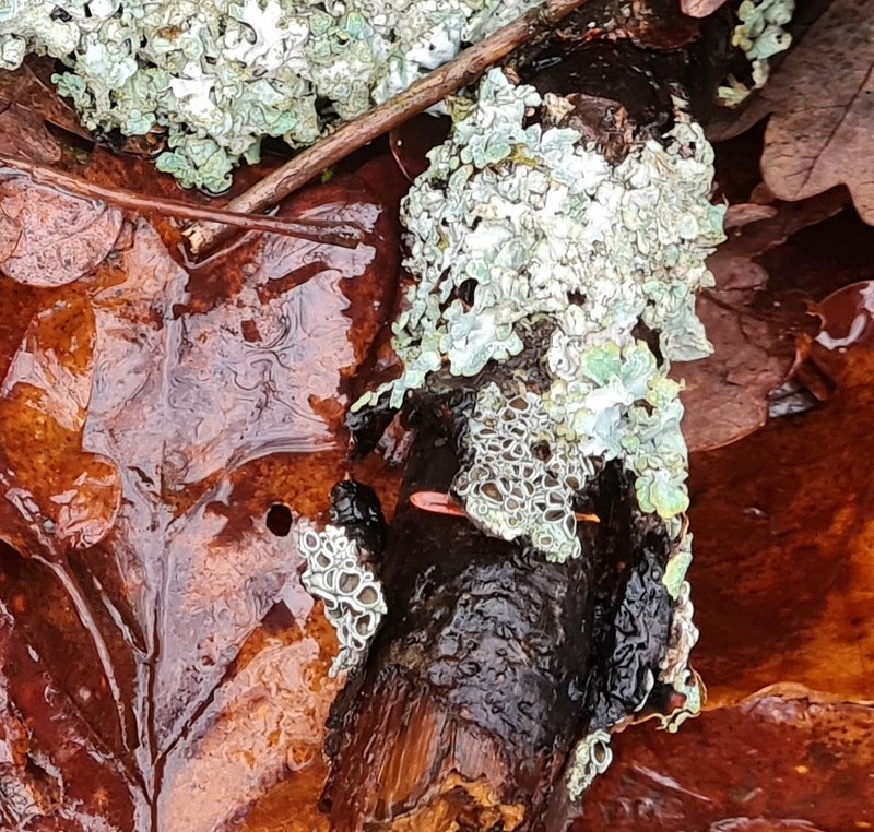 Hagen's Rim Lichen
