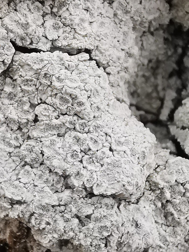 Hagen's Rim Lichen photo 2