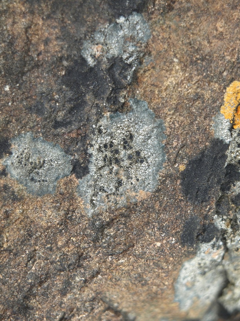 Rim Lichen